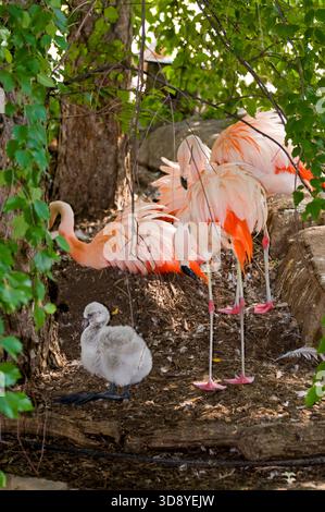 St. Paul, Minnesota. Chilean flamingos. "Phoenicopterus chilensis".  One month old baby flamingo sitting down in the nesting area. Stock Photo