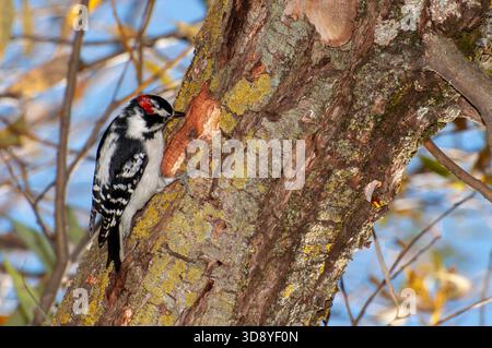 Vadnais Heights, Minnesota. John H. Allison Forest. A male Hairy Woodpecker "Picoides villosus"  excavating a hole in a tree trunk in the forest. Stock Photo