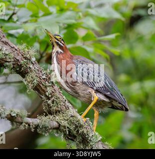 Green heron (Butorides virescens) perched on tree branch in Cullinan Park, Texas Stock Photo