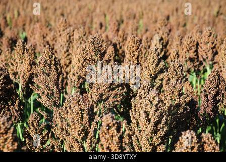 Sorghum field, closeup Stock Photo