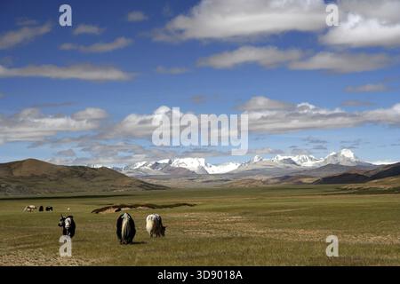 Yaks grazing in the meadow with the majestic Himalayas in the background, Tibet Stock Photo