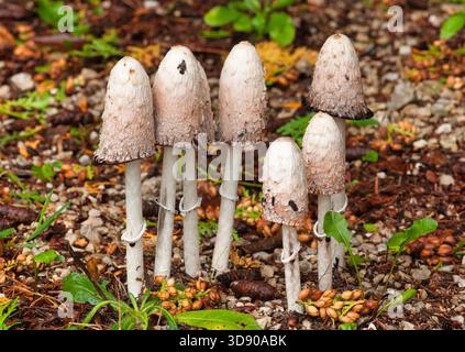 A small group of delicious Shaggy Mane mushrooms grows on the trail in a damp northwoods woodland. Stock Photo
