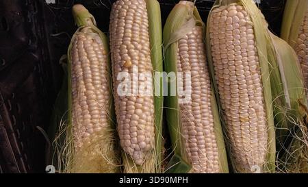 Ears of raw corn on the cob Stock Photo