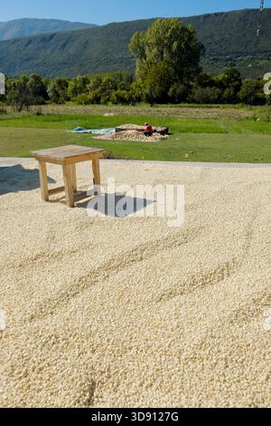 white corn kernels laid out to dry on background man shucking by hand the corn cobs, Danilovgrad, Montenegro Stock Photo