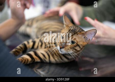 Sleek Bengal cat with striking spotted and striped coat lies attentively on a table during a cat show, captivating with its exotic beauty Stock Photo