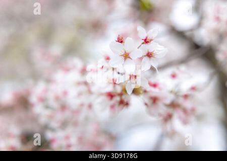 Macro close-up detail of delicate pink and white cherry blossom sakura flowers blooming on a branch against soft bokeh background and beautiful. Stock Photo