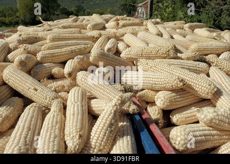 white corn on the cob harvest without husks, Danilovgrad, Montenegro Stock Photo