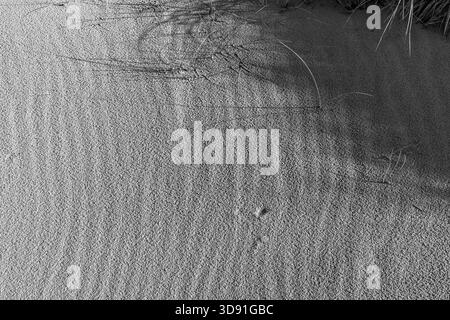 Black and white image of sand patterns with marram grass Stock Photo