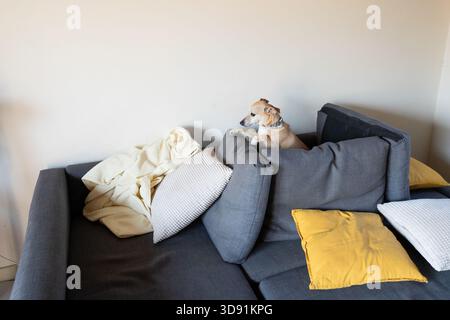 Small dog standing on a gray sofa, exploring the living room furniture Stock Photo