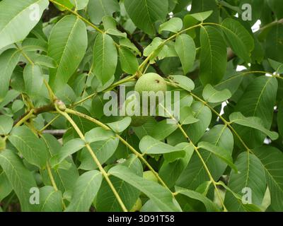 Three green walnuts hang on a branch with compound leaves. Copyspace. Stock Photo