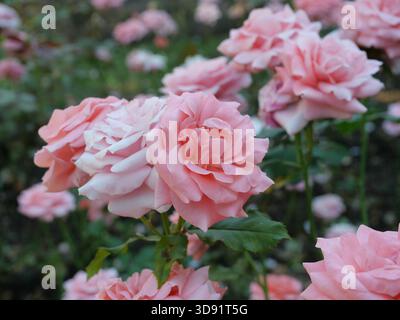 Floribunda roses in various shades of pink. Close-up. Copyspace Stock Photo