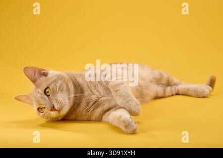 Ginger cat lying sideways while playfully lifting paw in front of yellow backdrop. Stock Photo