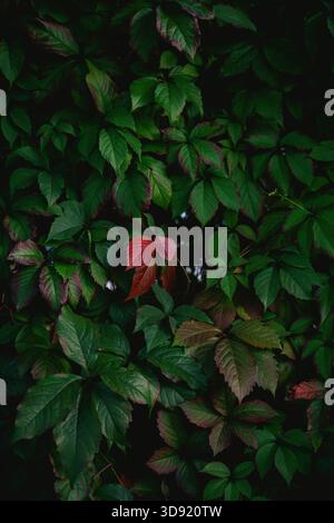 Green and red leaves on a large bush by a fence Stock Photo