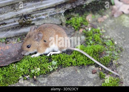 European Wood Mouse also Long-tailed Field Mouse, Apodemus sylvaticus. Stock Photo