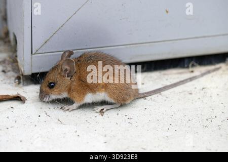 A mouse on the floor at home. The problem of rodent pests in homes. Stock Photo