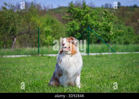 Australian shepherd dog sitting on grass in garden. Portrait of cute sheepdog outdoors Stock Photo