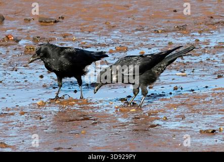CARRION CROW,  pair on a muddy seashore, UK. Stock Photo