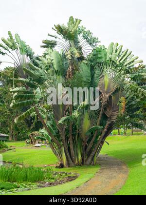 Tall palm tree stands in lush green park Stock Photo