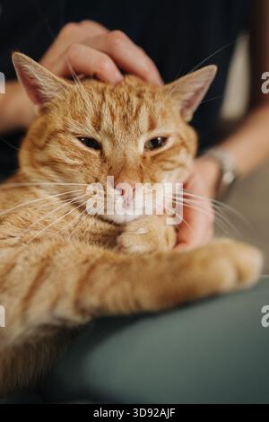Ginger Feline Enjoys Gentle Petting, Contented Ginger Cat Being Gently Stroked In Cozy Home Environment Stock Photo