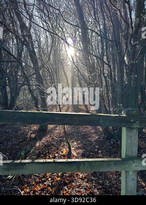Winter sun streaming through trees in a forest Stock Photo