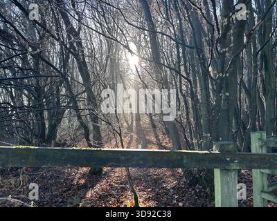 Winter sun streaming through trees in a forest Stock Photo