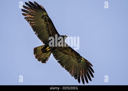 Black eagle,Ictinaetus malaiensis, beautiful in flight with wings wide open, close details of the black eagle in Taiwan Stock Photo