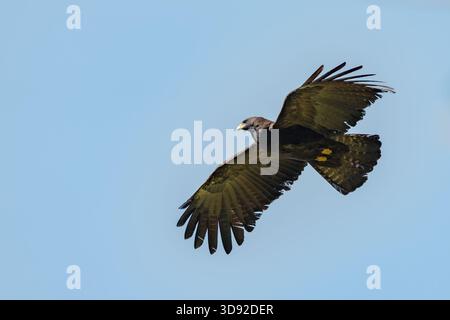 Black eagle,Ictinaetus malaiensis, fly view from the side Stock Photo