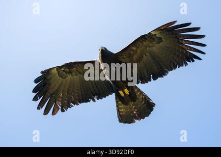 Black eagle,Ictinaetus malaiensis, in flight, close up of the black eagle, soft blue background Stock Photo