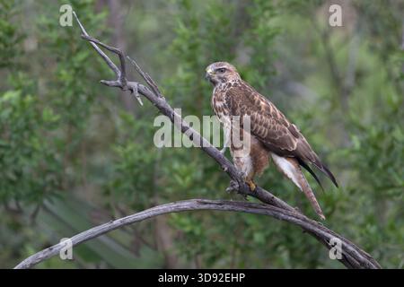 Steppe Buzzard in ilanusberg NP South Africa Stock Photo
