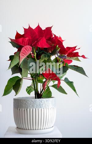 Vibrant Poinsettia plant with rich red and green leaves in a ceramic pot against a white background. Ideal for Christmas, holiday decor, botanical the Stock Photo
