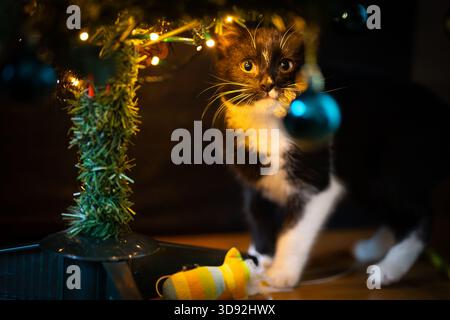 Black and white kitten at Christmas Stock Photo