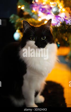 Black and white cat long haired cat at Christmas Stock Photo
