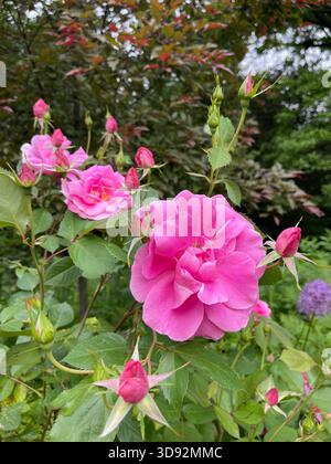 Elegant pink roses flowering beautifully in Shakespeare’s Garden, Central Park. Stock Photo
