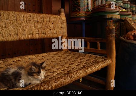 The cat sleeps peacefully amidst the hustle and bustle of Marrakech Stock Photo