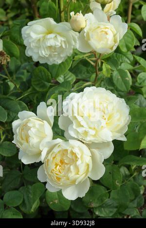 Rosa Nye Bevan, a pale yellow English shrub rose in mid summer, bred by David Austin Stock Photo