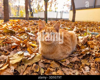 A cat is laying on a pile of leaves. The cat is orange and has a black nose. The leaves are brown and scattered around the cat Stock Photo