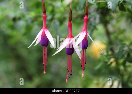 Fuchsia magellanica 'Lady Bacon' displaying characteristic slender, red, white and purple hanging flowers. Stock Photo