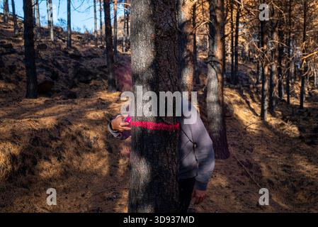 Forester Marking Charred Tree for Logging The Concept of Disaster Assessment Stock Photo