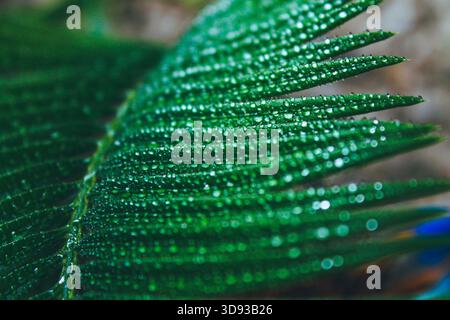Deep green cycas leaves, shot close-up with water drops macro Stock Photo
