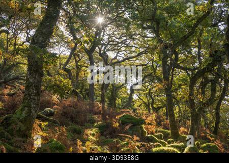 Early morning sunlight in a deciduous woodland in Dartmoor National Park, Devon, England.  Autumn (September) 2025. Stock Photo