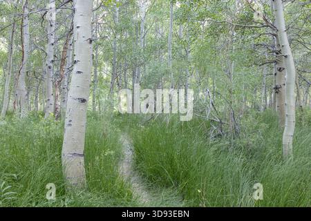 Path through Aspen tree copse near Convict Lake, Eastern Sierras, California, USA.  Summer (August) 2025. Stock Photo