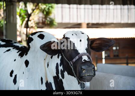 Focus on the profile of a Zebu bull's head, of the Nelore breed, with wrinkled skin, using a metal chain and nylon webbing halter. Stock Photo