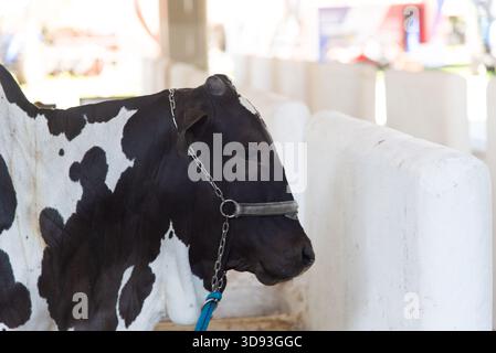 Focus on the profile of a Zebu bull's head, of the Nelore breed, with wrinkled skin, using a metal chain and nylon webbing halter. Stock Photo