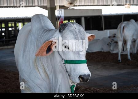 Focus on the profile of a Zebu bull's head, of the Nelore breed, with wrinkled skin, using a metal chain and nylon webbing halter. Stock Photo