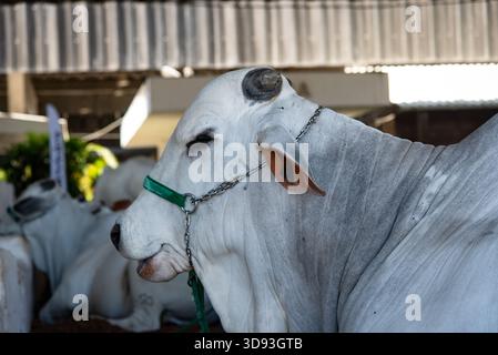 Focus on the profile of a Zebu bull's head, of the Nelore breed, with wrinkled skin, using a metal chain and nylon webbing halter. Stock Photo