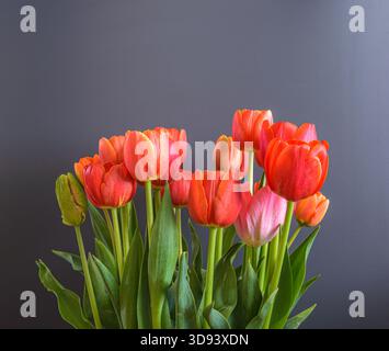 Bouquet of red Tulips on the gray background. Stock Photo