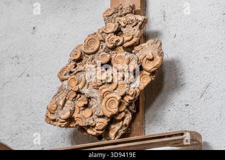 A rock slab densely covered with ammonite fossils of various sizes in a fossil museum in Odawara, Kanagawa Prefecture, Japan. Ammonites (Ammonoidea) are extinct cephalopods that lived from the Devonian to the Cretaceous periods; their characteristic spiral shells are among the most common marine animal fossils worldwide Stock Photo
