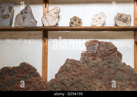 Fossils of marine organisms and plants on wooden shelves in a fossil museum in Odawara, Kanagawa Prefecture, Japan. Among the exhibits are a fossilised crab (far right), plant fossils and the remains of marine animals on various rock slabs; parts of a large crinoid slab are visible in the foreground Stock Photo