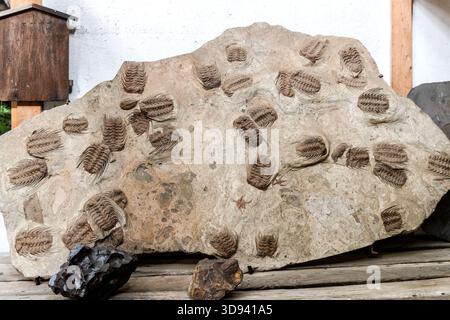 A large limestone slab containing several dozen trilobite fossils in a fossil museum in Odawara, Kanagawa Prefecture, Japan. Trilobites (Trilobita) are extinct marine arthropods that lived from the Cambrian period to the end of the Permian; the specimens on this slab are thought to belong to the orders Phacopida or Asaphida Stock Photo