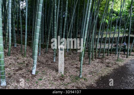 A stone marker bearing Japanese characters in a bamboo grove in Odawara, Kanagawa Prefecture, Japan. In the background, a visitor walks along the path through the grove; bamboo groves of this kind are typical design features of historic Japanese gardens Stock Photo